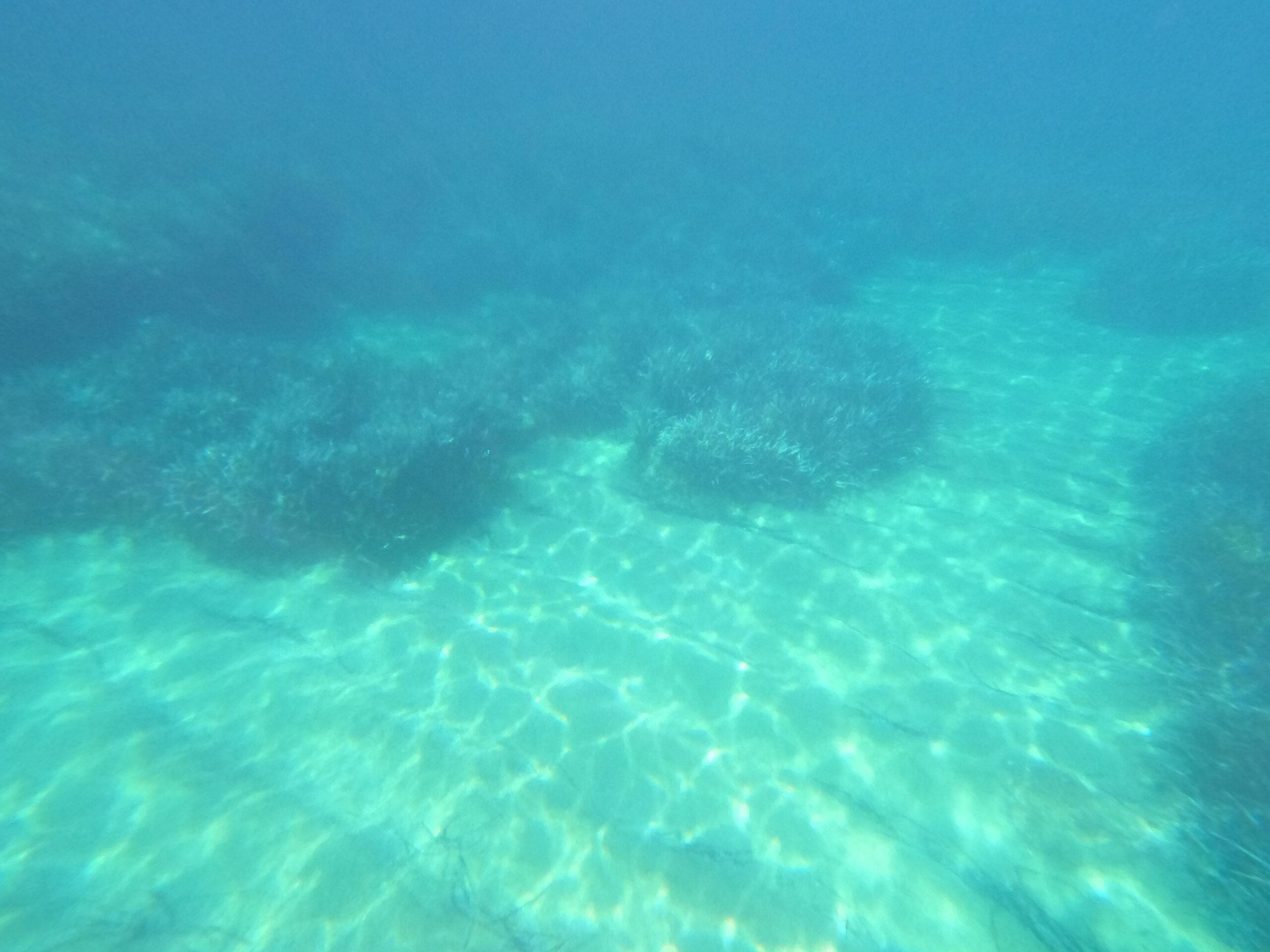 Under The Sea Peter Meglis